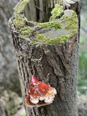 Deep Creek Lake State Park