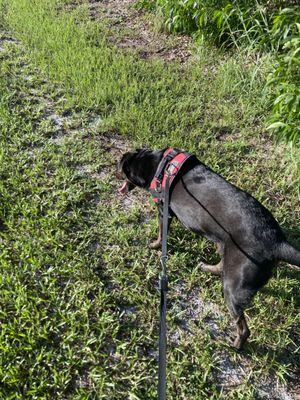 Dog walking for client, senior dog.