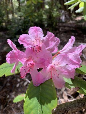 Kruse Rhododendron State Natural Reserve