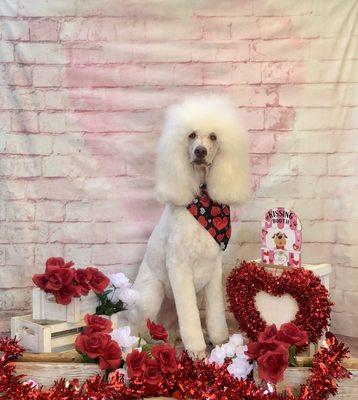 N’Style K9s & Felines