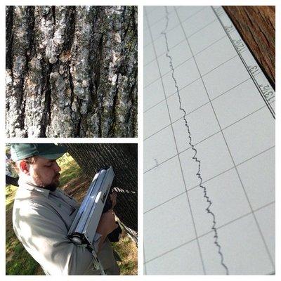Evaluating the health of a tree on Long Island