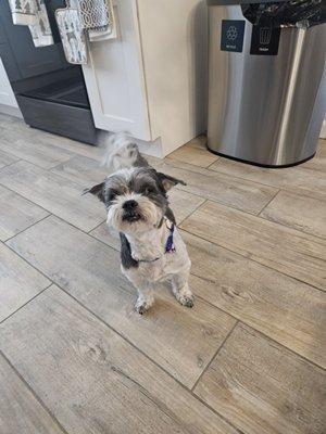 Dockside Doggies Pet Grooming