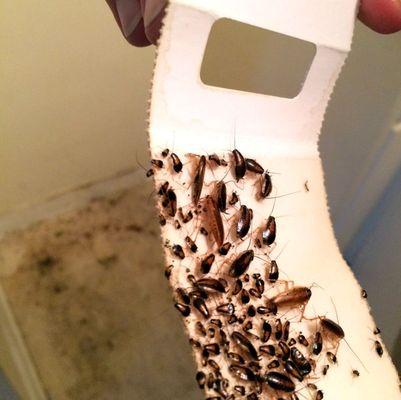 Kleberg Pest Control