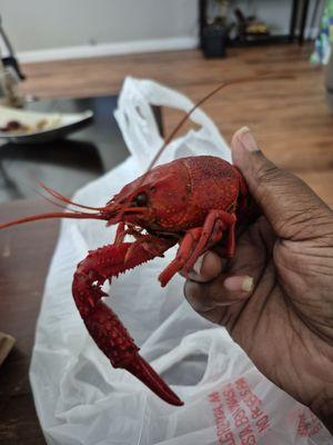 Mr Crawfish