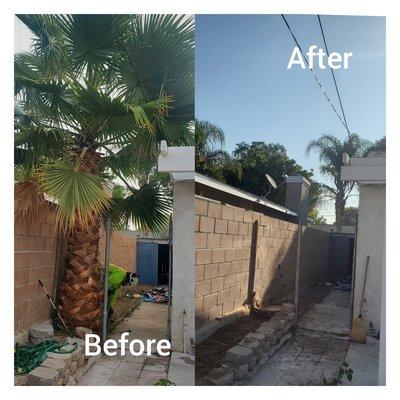 PineDo Tree Experts