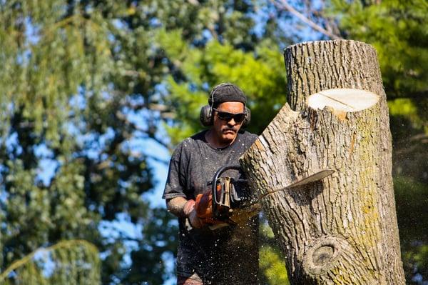Rigo's Tree Service