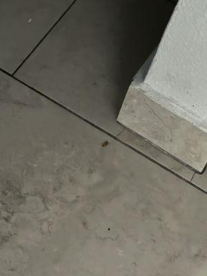 Cockroaches in walls