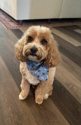 Angela's Grooming & Doggie Spa