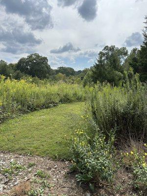 McDaniel Branch Wetlands