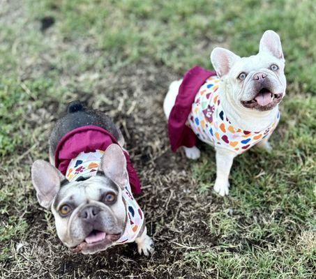 Tustin Santa Ana Veterinary Hospital