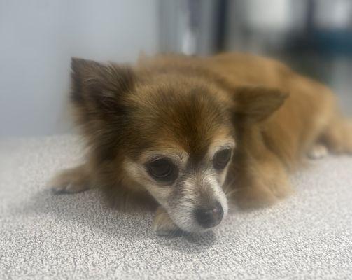 Little Paws Perfection