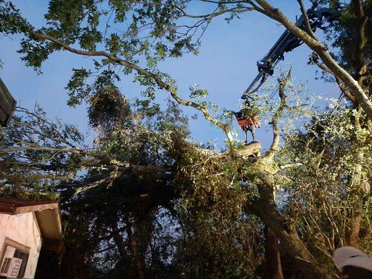Greeley's Tree Service