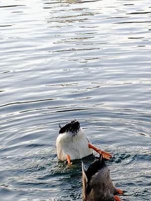 Red Hill Community Park