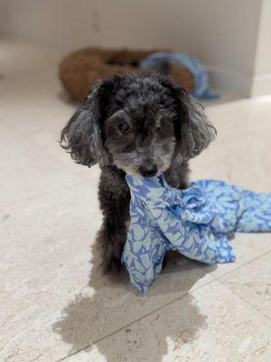 Fort Lauderdale Veterinary Center