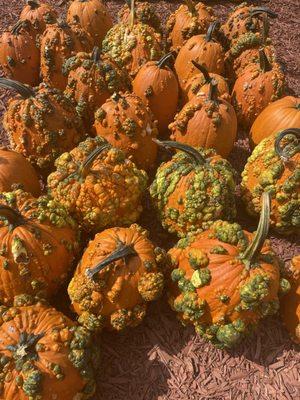 Goose bump pumpkins