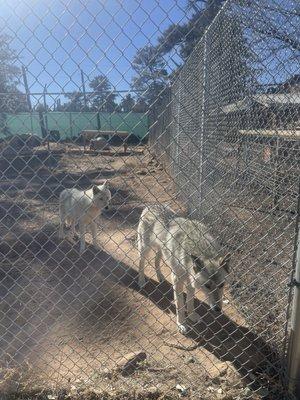 Wild Spirit Wolf Sanctuary