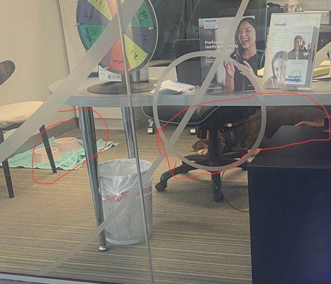 Dog in dentist office