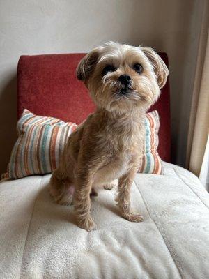 Bentley, the cutest boy in the world!