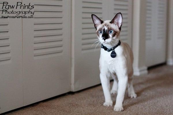 Paw Prints Photography by Lucinda May