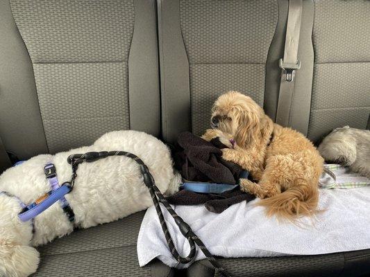 Yay! Doggos are tired. Now I can enjoy my Sunday @ home lol.