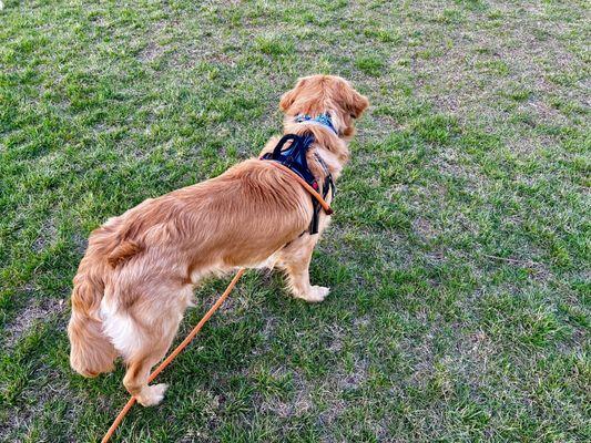 Large grassy area with a sidewalk around it