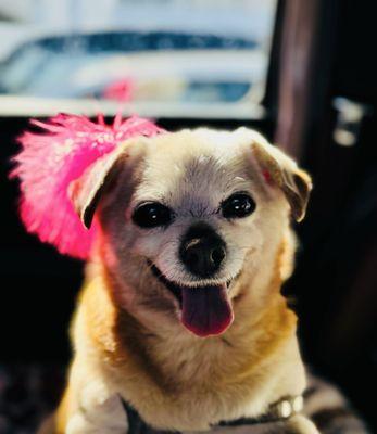 Shadi after grooming