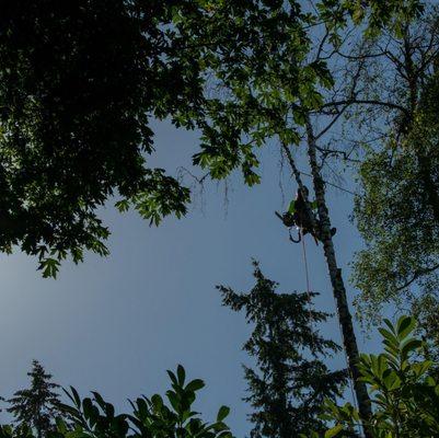 Warrick Brothers Tree Service