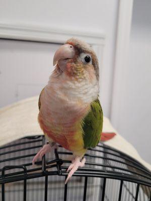 Valentine so pretty
