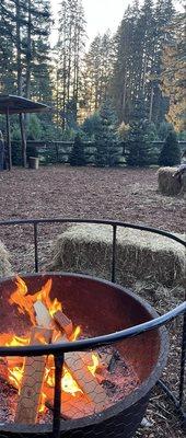 Ward Ranch Christmas Tree Farm