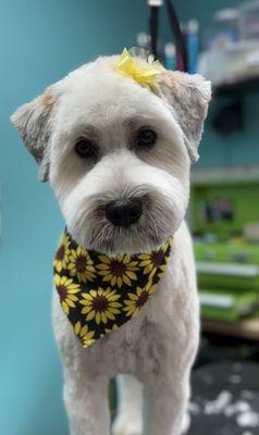 Pampered Paws-N-Claws