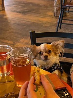 A Chihuahua at a bar table.