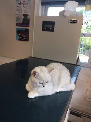 Twin Oaks Veterinary Hospital