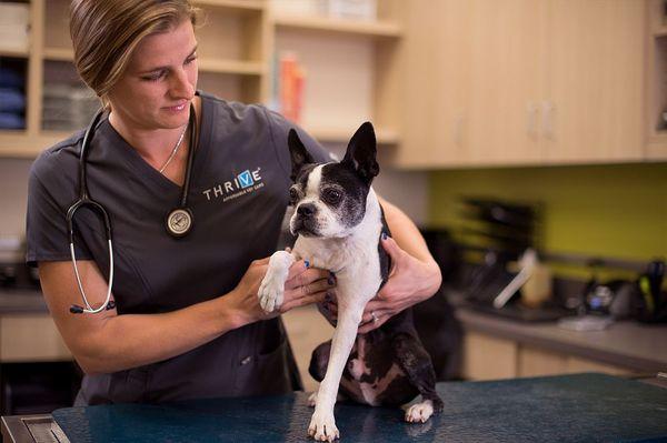 Thrive Pet Healthcare - Germantown