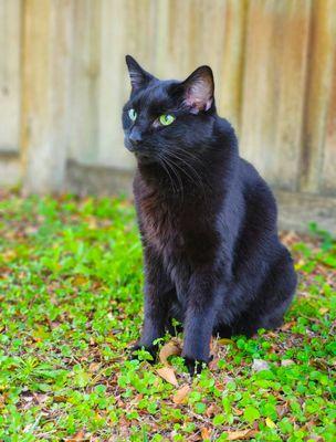 Alpha Care Pet Services