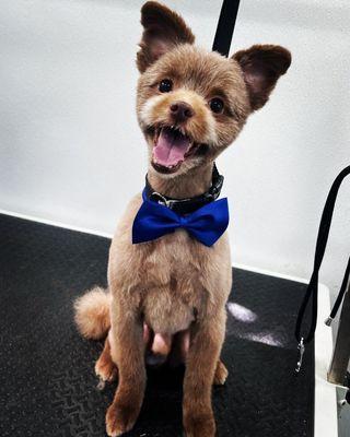 Zoomin Groomin - Brevard