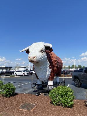 The Leachman Cow