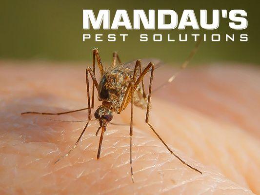 Mandau's Pest Solutions