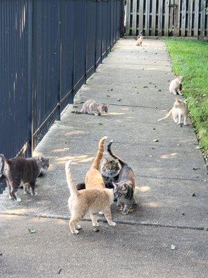 Hope For Homeless Cats