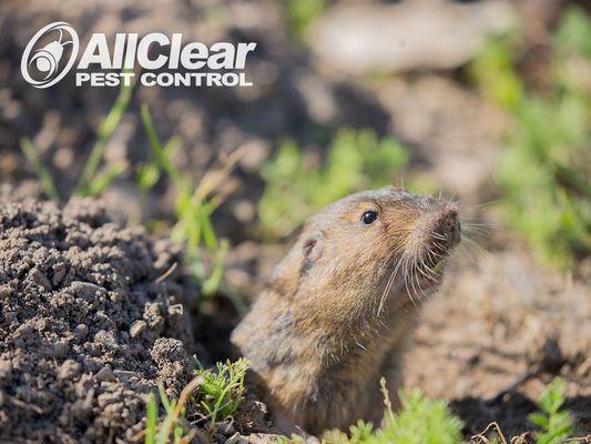 All Clear Pest Control