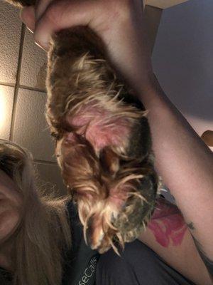 Silky Pups Grooming Spa