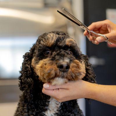 Ollie's Mountain Pet Supply & Wash