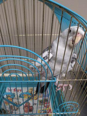 Arizona Exotic Animal Hospital