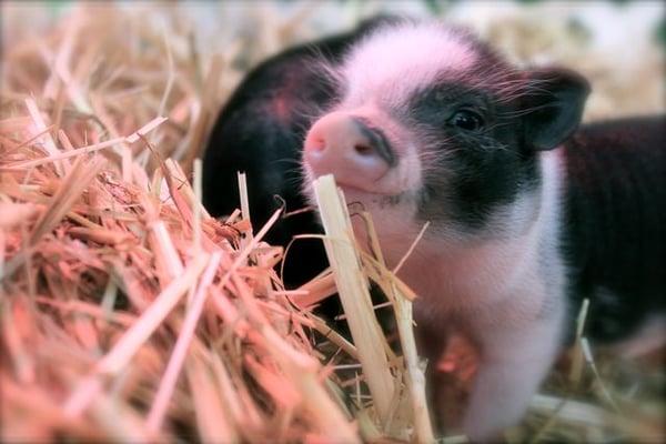 Teacup Pigs For Sale