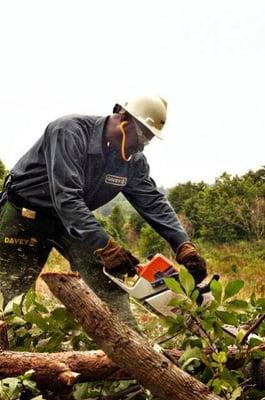 Davey Tree Expert Co