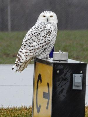 Finger Lakes Regional Airport (0G7)