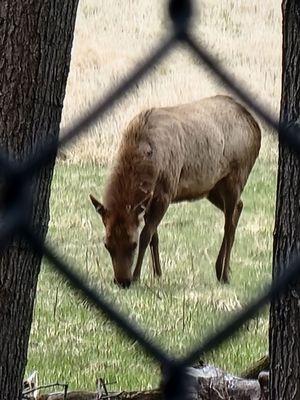 Busse Forest Elk Pasture