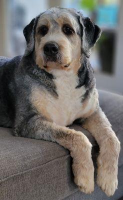 Murdoch LOVES his summer cut!