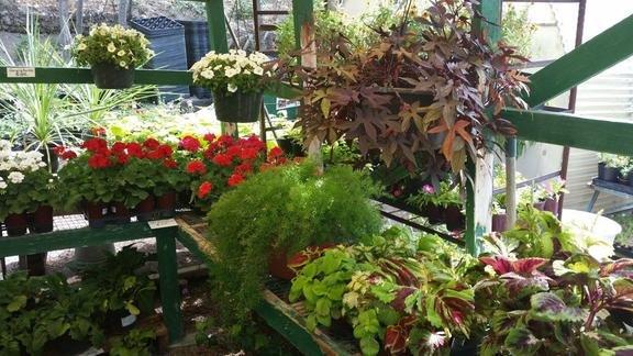 Golden Hills Nursery Backyard Farming