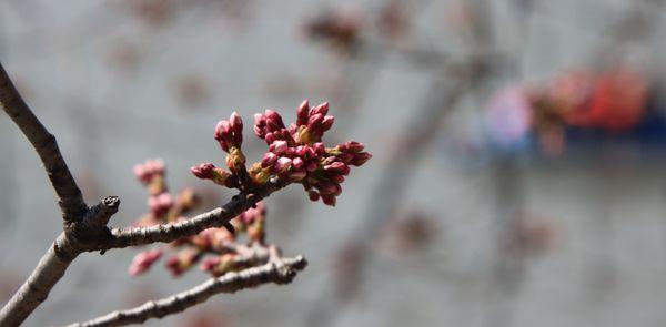 National Cherry Blossom Festival