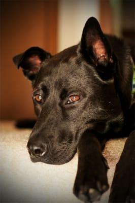 We Love Pets Training